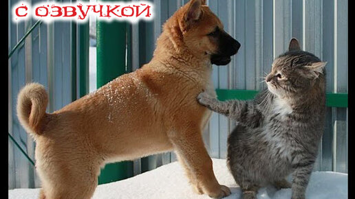 Смешные котики с озвучкой. Лютые приколы про котов. Ржака про котов до слёз. Domi show приколы с котами. Коты с озвучкой до слёз.