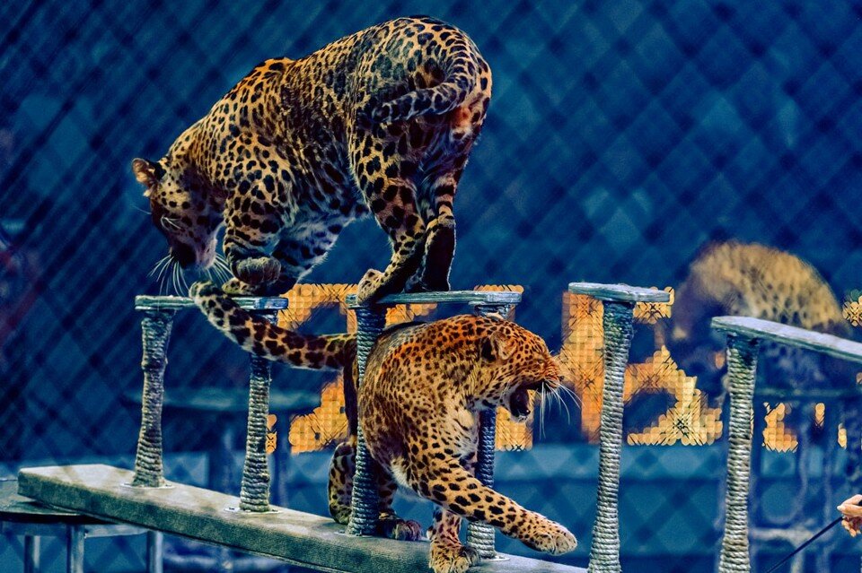 гии эрадзе королевский цирк пять континентов. г. шоу 5 континентов гии эрадзе воронеж. шоу гии эрадзе пять континентов. улица никитинская 53 самара.