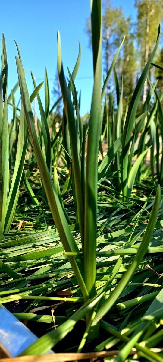 Загадка с отгадкой лес. Загадки про лес. Лесной 7 слов. Лесной 7 слов. Дерево корней русский язык.