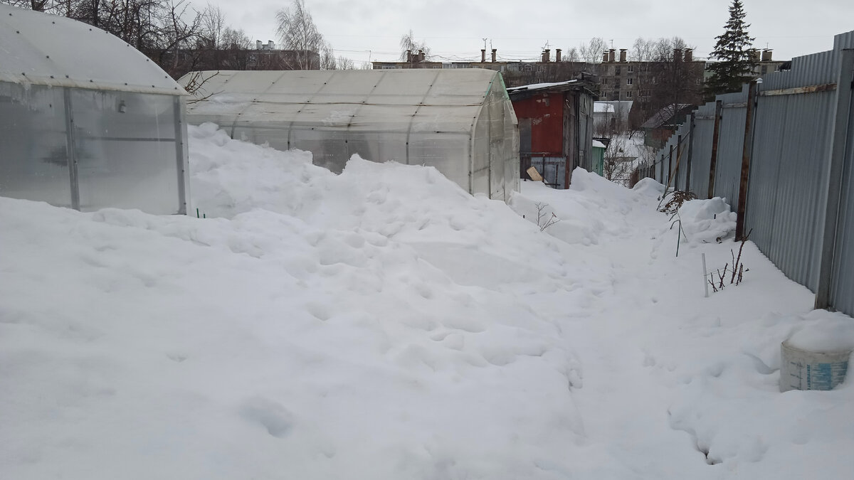 Сугробы у моих теплиц