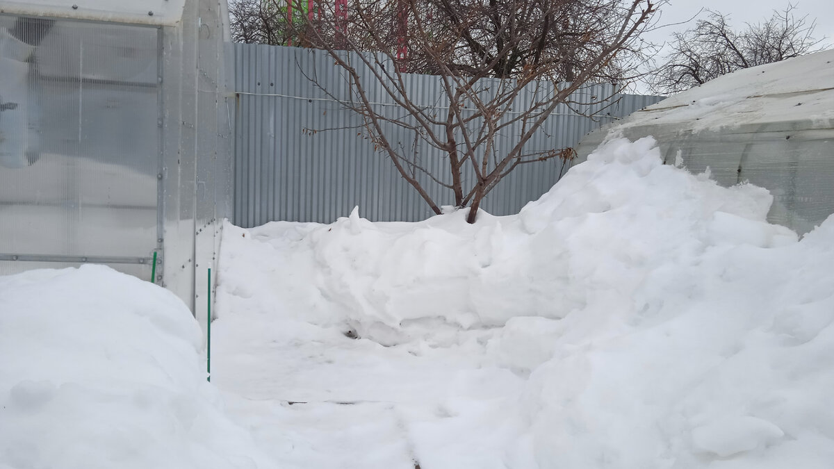 Дети расчистили один вход в теплицу