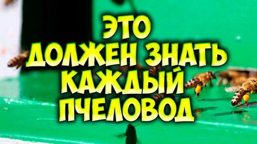 Развитие пчелиной семьи. Состав, жизнь и обязанности. Функции особей пчелиной семьи.