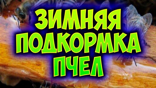 Ошибки пчеловода. Зимняя подкормка пчел. Как спасти пчелосемью зимой от голода. Способы подкормки.