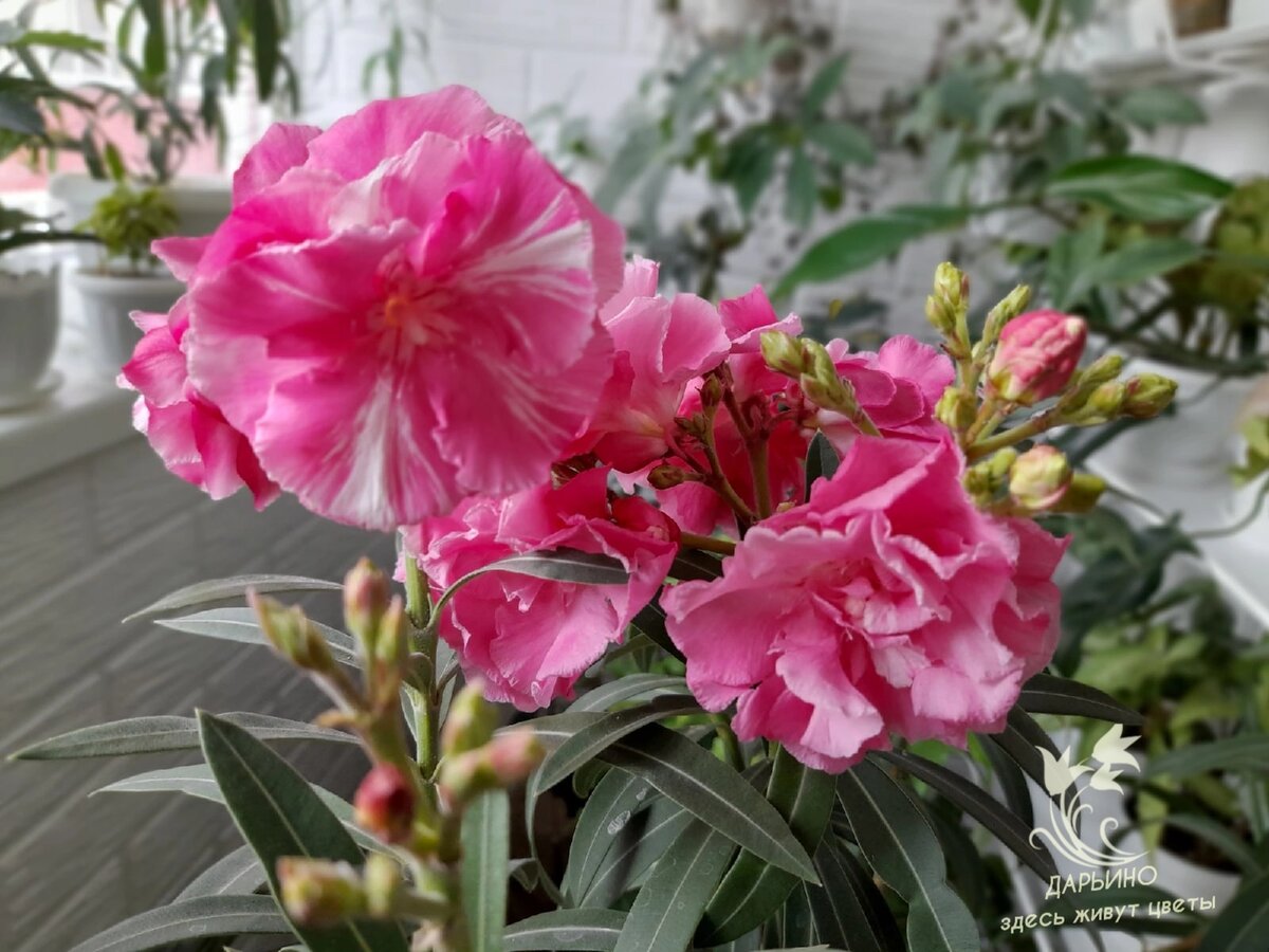 Цветение олеандров 