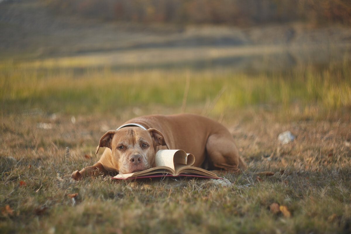Книга какая-то скучная попалась... 