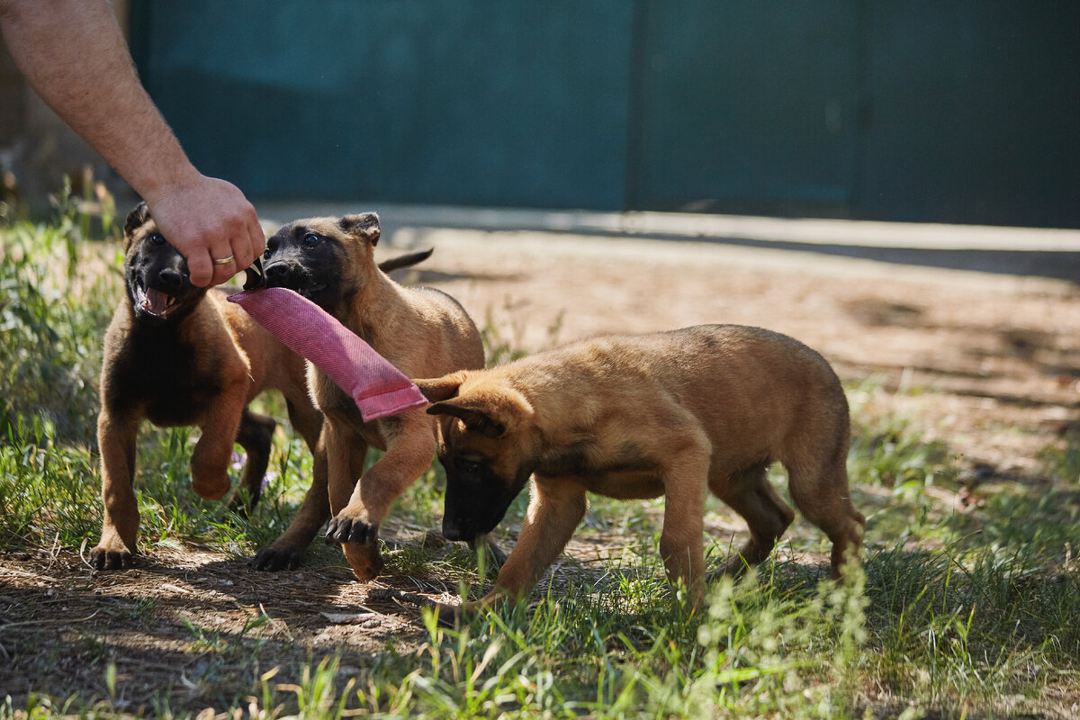Собаки-малиняки играют в игру поймай и уничтожь