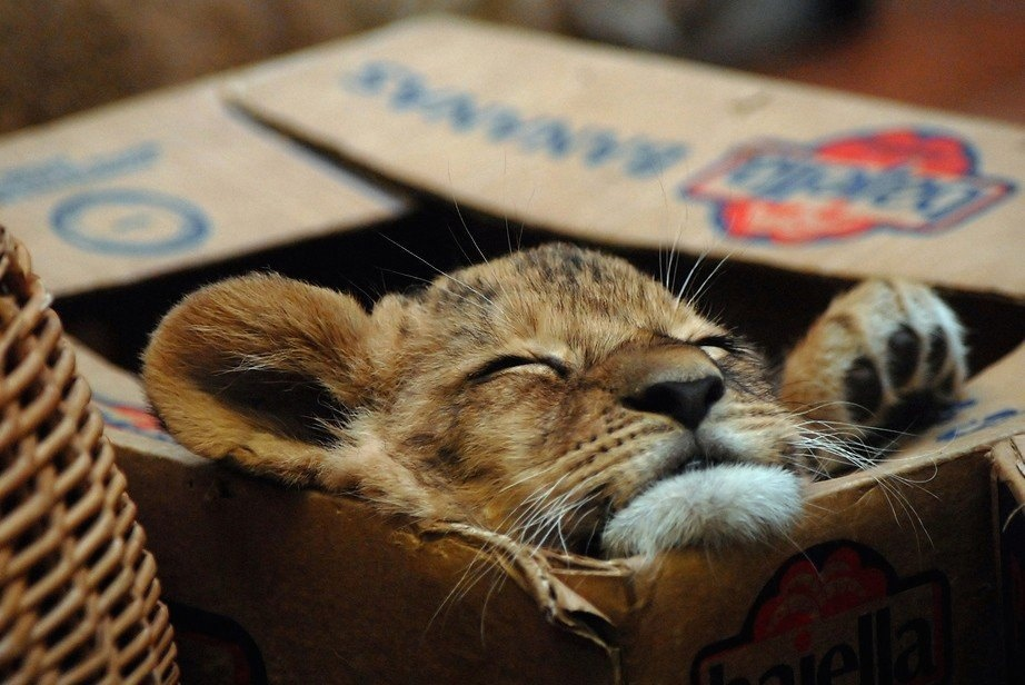 Любой котик любит любые коробки. Вне зависимости от размера самого котика или коробки. 