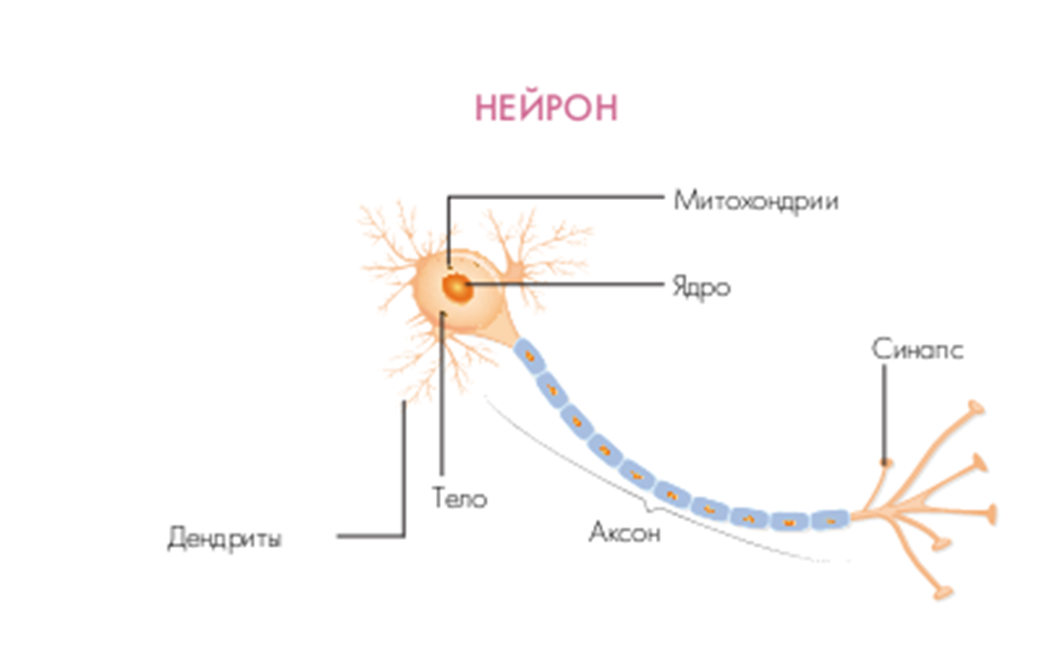 Устройство нейрона (картинка из анатомического атласа)