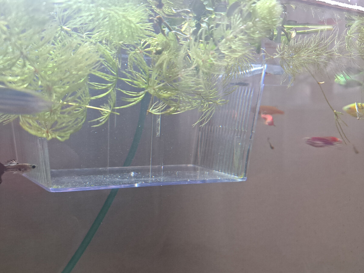 А что?а что? Сюда Оранжа переведут?