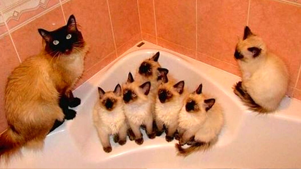 Прикольные надписи с котиками. Они такие домашние. Кот ворует еду. Козел демотиватор. Они такие домашние.