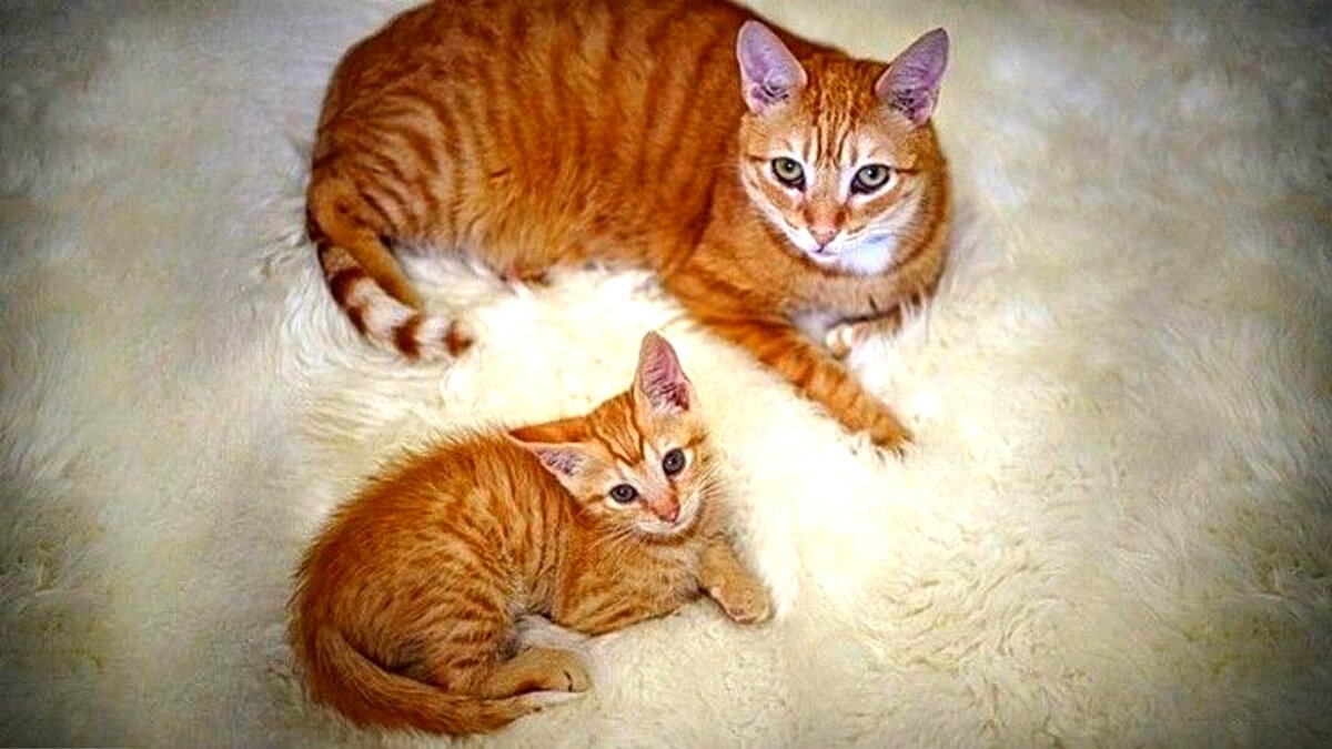 Папа кот и котенок. Кот который родители. Кошачья семья. Кот который родители. Кот который родители.