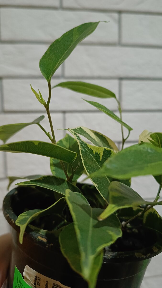 Черенки Фикуса Кинки через 14 дней после посадки