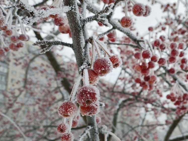     Если 6 февраля воробьи прячутся в хворост, а кошки не могут найти покой — значит весна будет морозная. Фото: "МК в Питере".