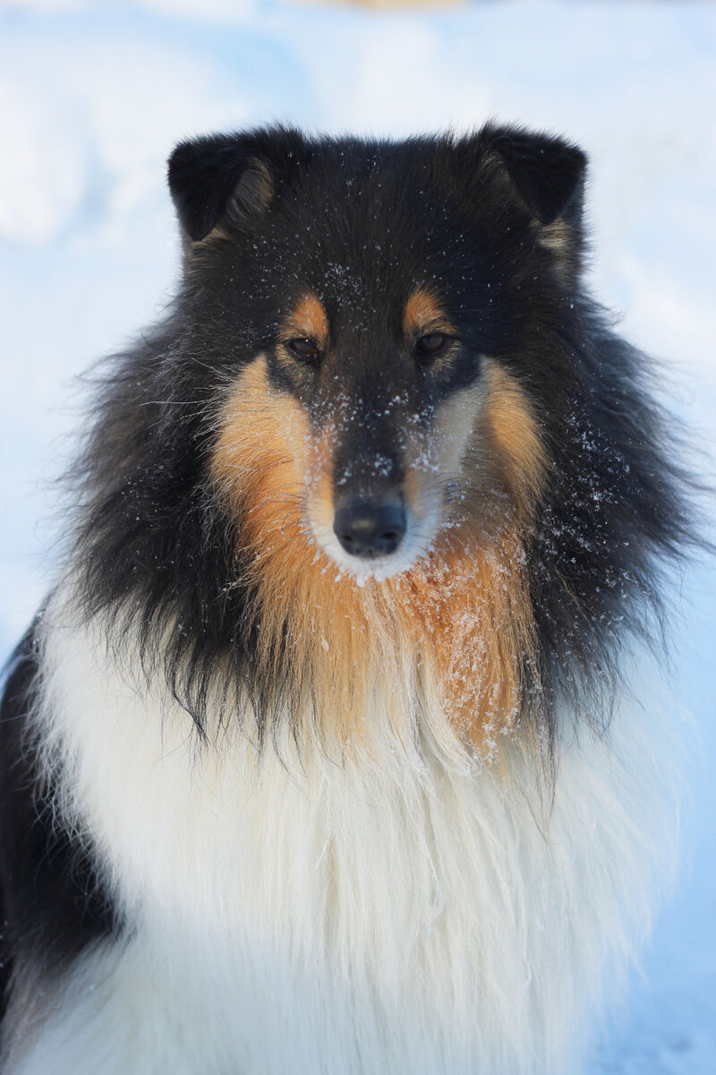 Тут уши Ники подстрижены аккуратно