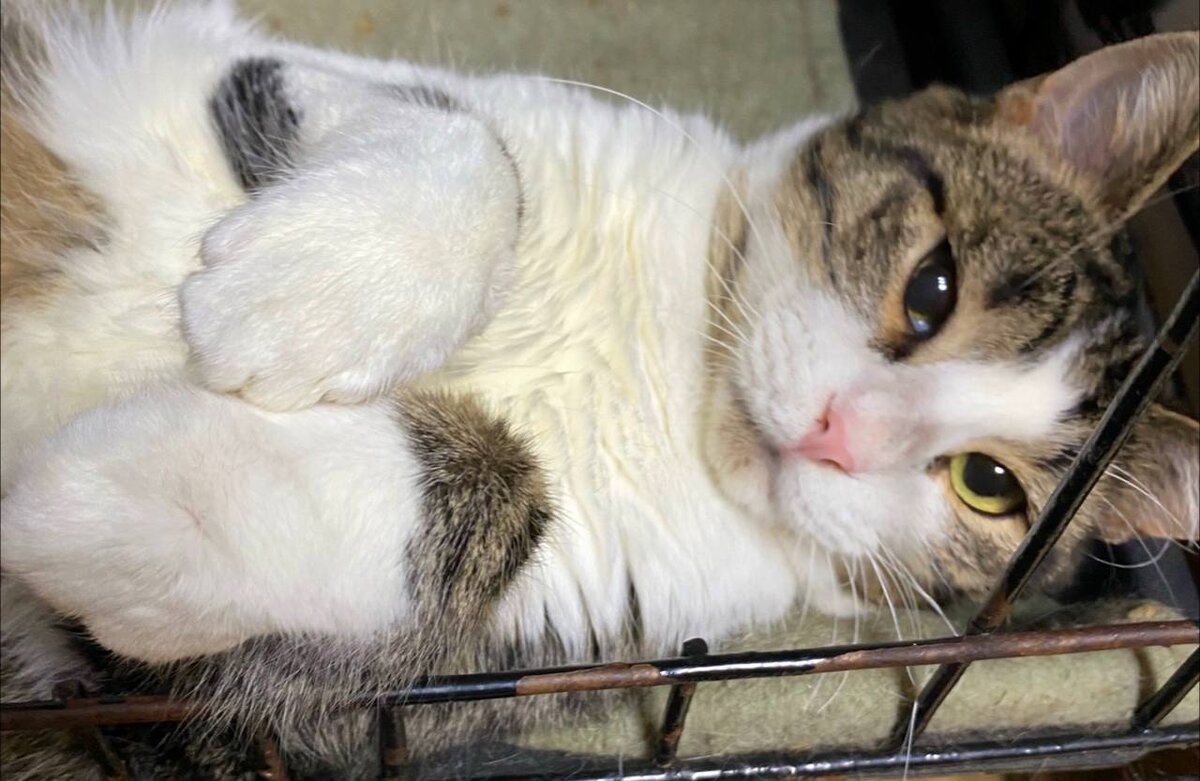 🚹 Арагон, 2 года. 