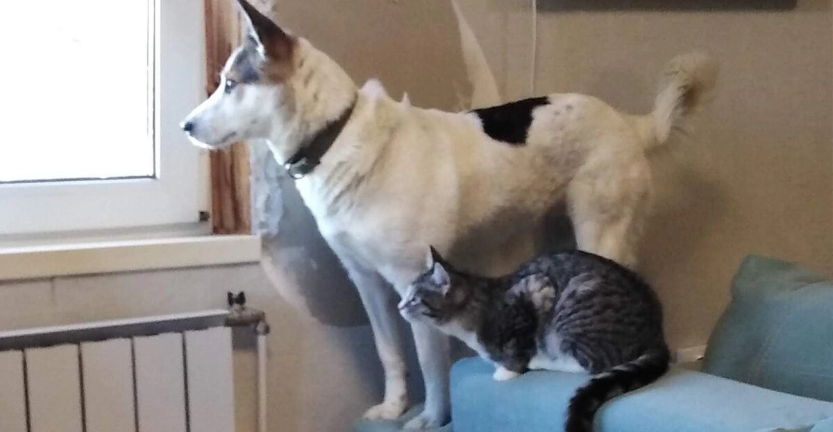 Такса сгрызла диван. Дом для собаки. Дом для собаки. Домашние животные для квартиры. Лабрадор марли и я.