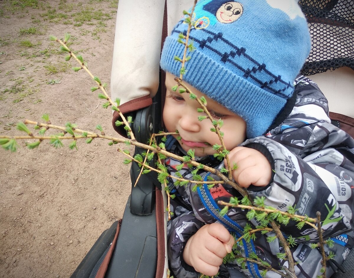 весенняя прогулка вокруг дома. добыли веточку пихты. вкусно!