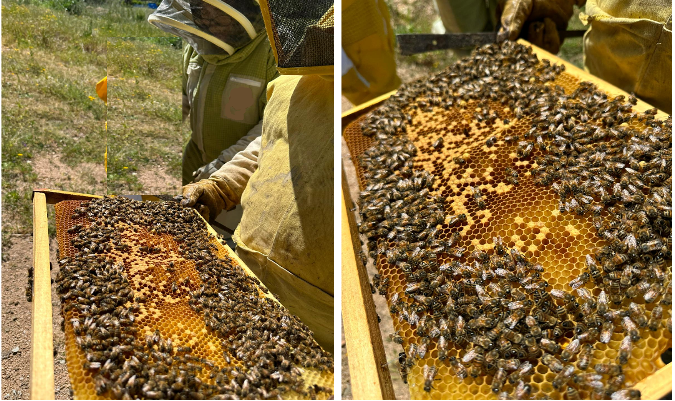 Рисунок 2. Осмотр пораженных микозом семей. Сардиния.