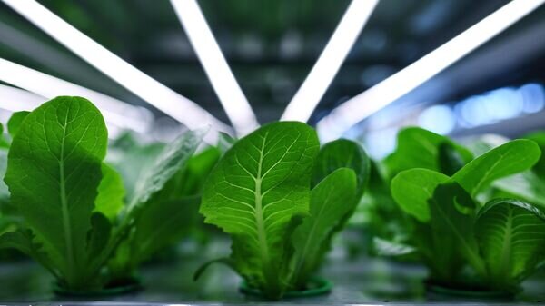    © Sputnik / Александр Кряжев