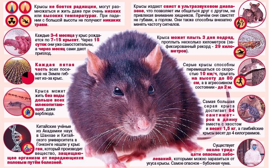 Правда что мыши боятся. Крысы переносчики болезней. Грызуны и мыши опасны для человека. Мыши Грызуны переносчики инфекций.
