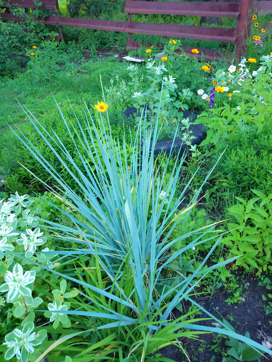садик 50 елецкий липецк. школа 50 липецк. быханов сад липецк фото. сад 2 липецк. садик университетский липецк.