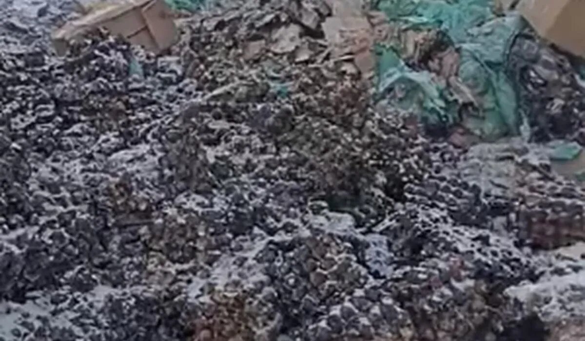 Яйца на свалке в Омске. Источник: omsk.mk.ru Автор фото: Скриншот видео.