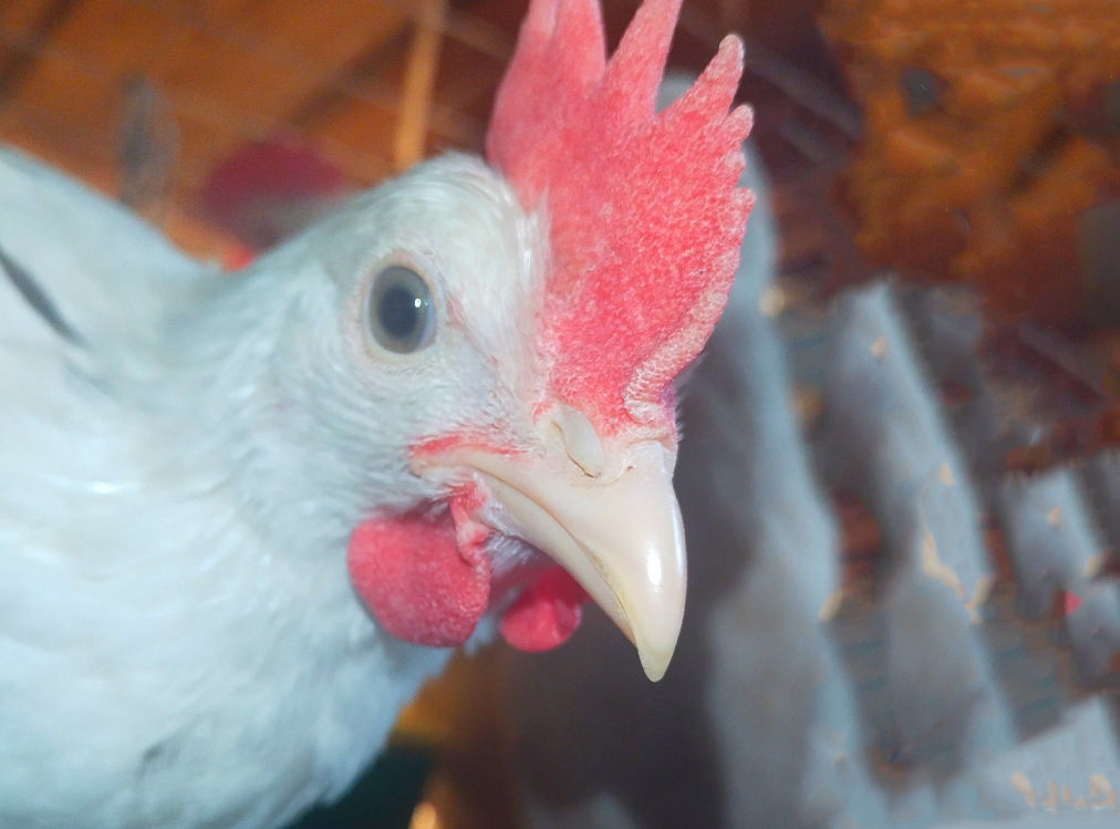 Малыш Леггорн