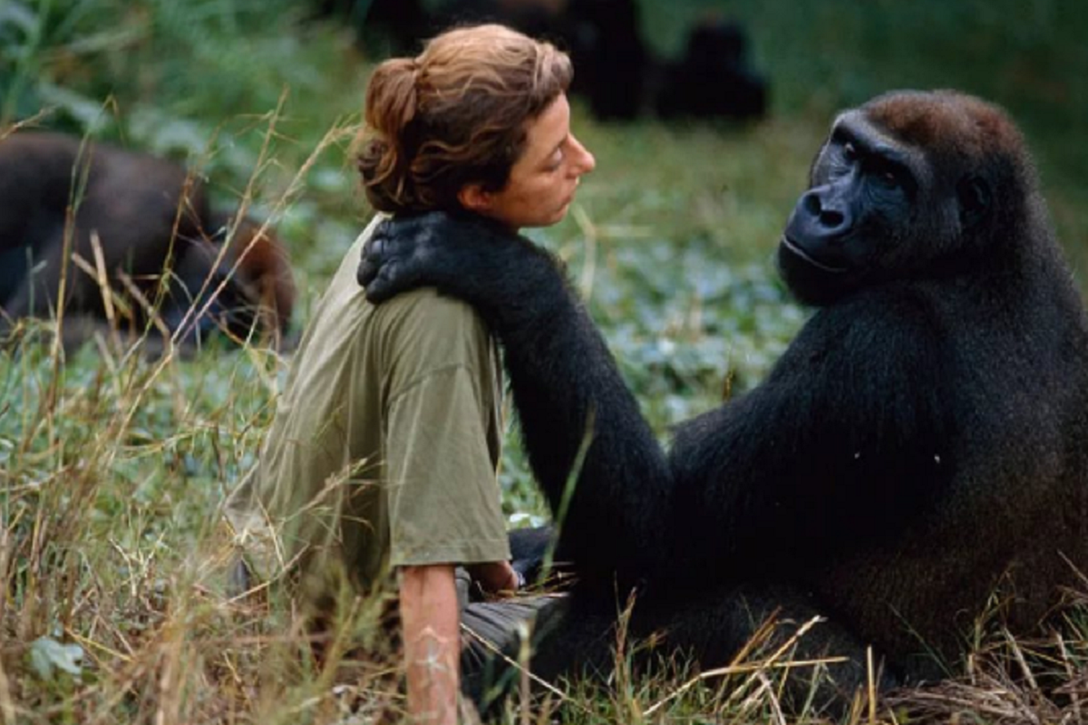 обезьяна девочка. животные любовь. обезьяны помогают друг другу. джейн гудолл шимпанзе в природе. обезьяна как человек.