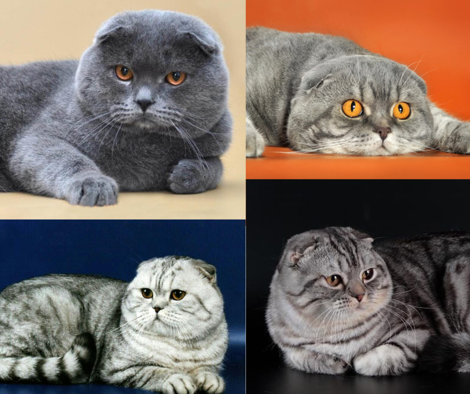 Скоттиш-фолды прошлого века