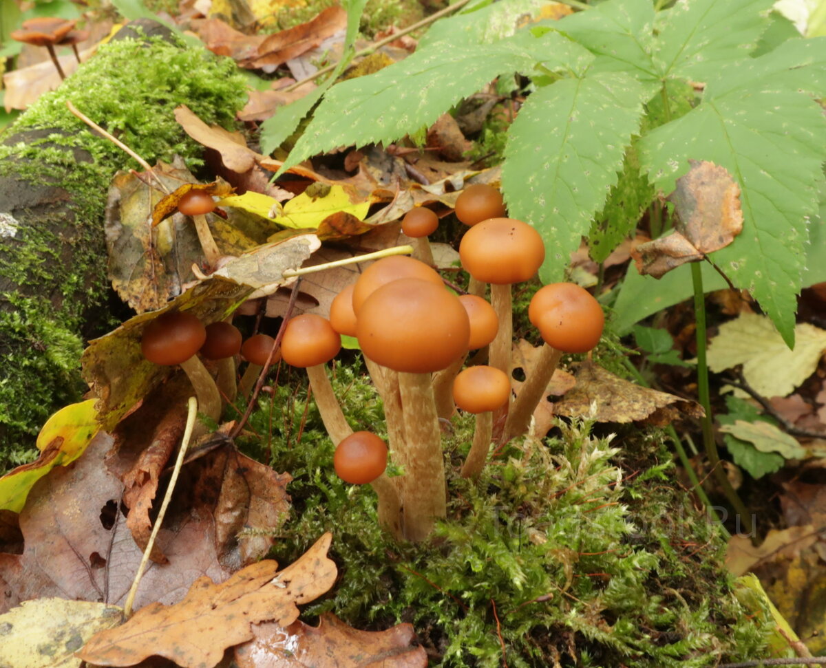 Вот она какая, галерина в зените славы! (фото И.Лебединского)