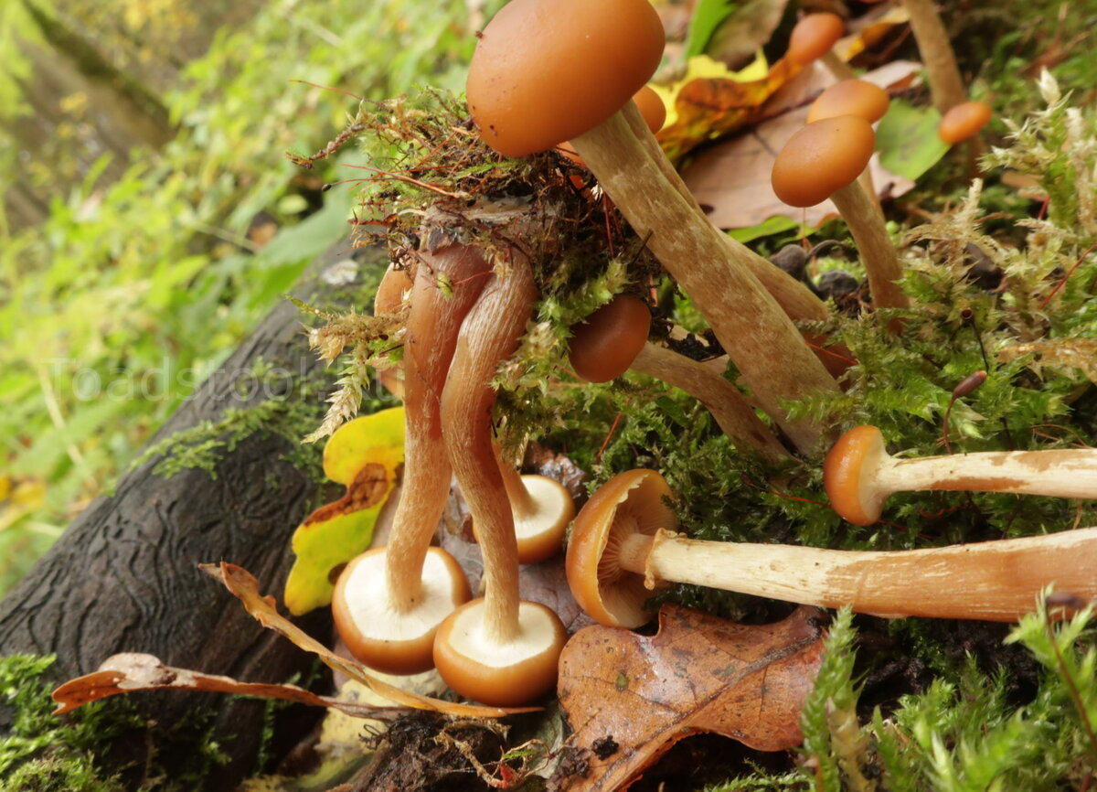 Все стати на месте. Очень красивый по-своему гриб (фото И.Лебединского)