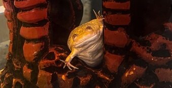 Amphibia "Квака". Частная коллекция