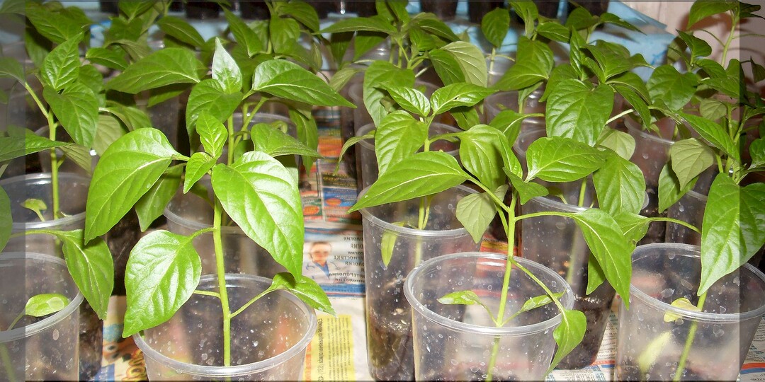 Посев сладкого и острого перца на рассаду: типичные ошибки и нюансы в выращивании рассады перца которые обязательно нужно учитывать