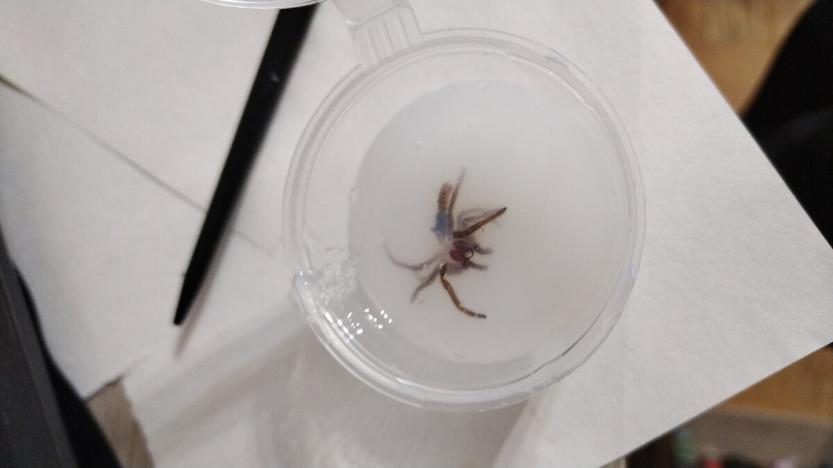 скелетик Пашки