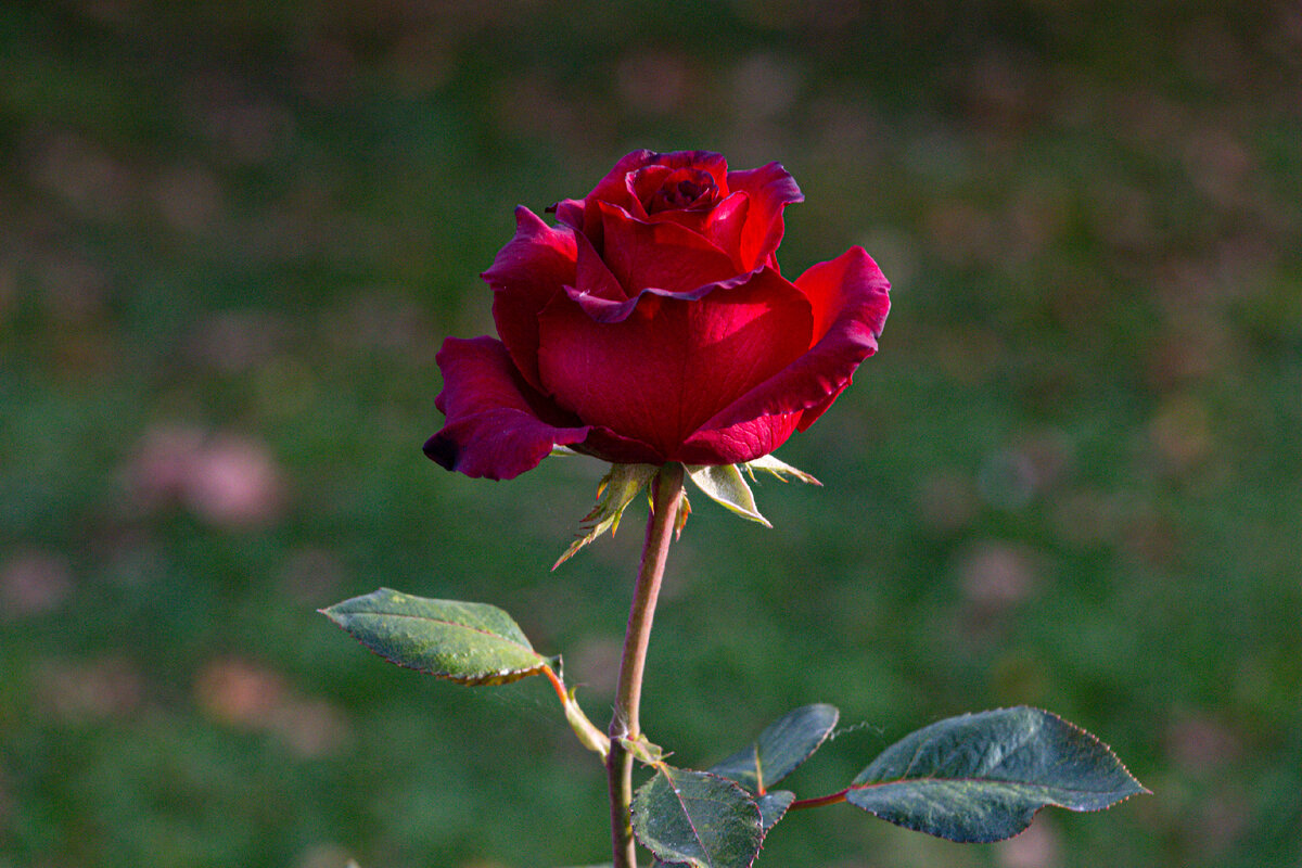 свадьба 2023 невеста. четыре свадьбы вологда 2023. лобненский загс. свадьба в вологде. четыре свадьбы новый сезон 2023.