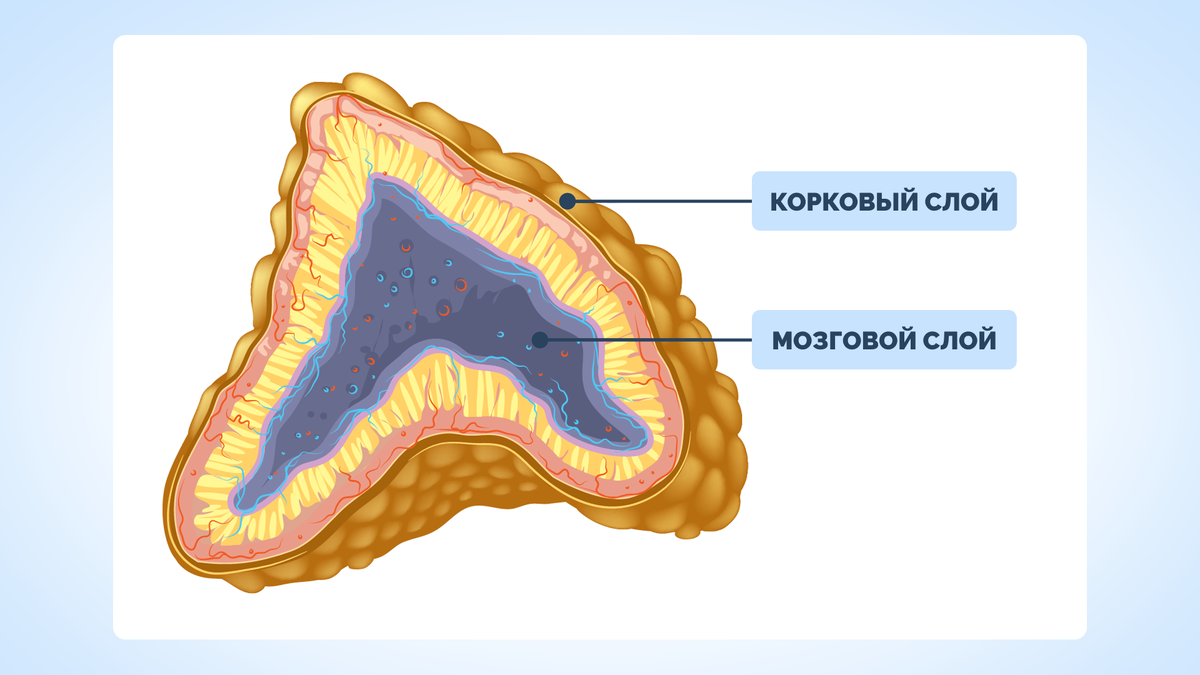 причины истощения надпочечников