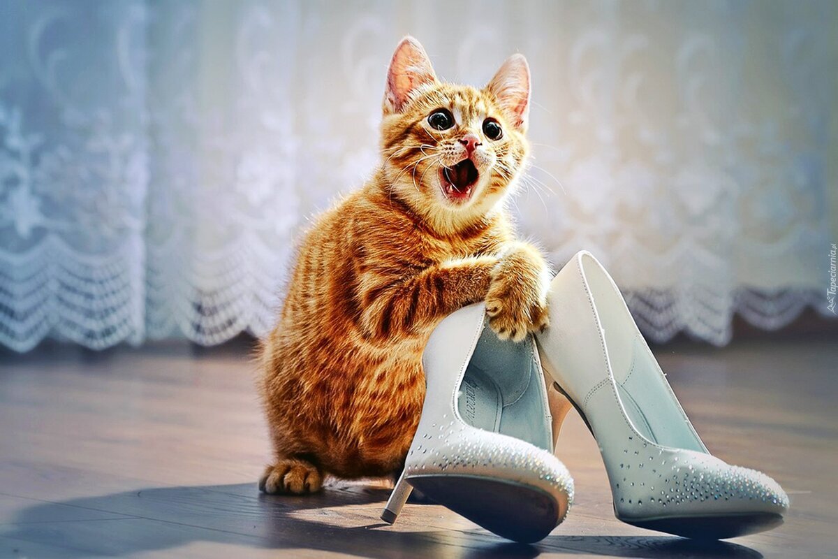 Выгнать кота нельзя, помиловать!_