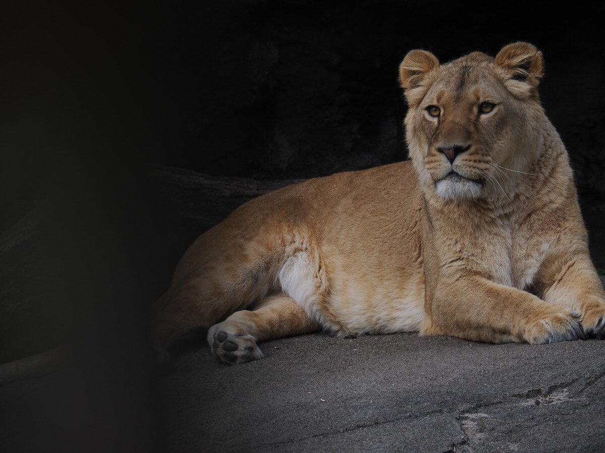    Объектив OM System 150-600mm F5.0-6.3. Параметры: 523 mm, 1/500 sec, f/6.3, ISO 320, -0.7 EV. Источник: dpreview.com