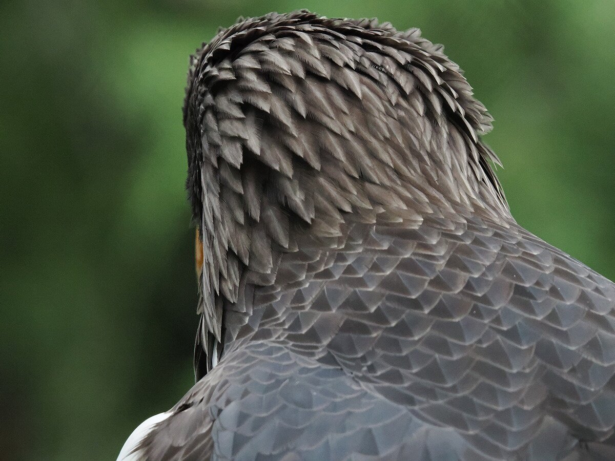    Объектив OM System 150-600mm F5.0-6.3. Параметры: 429 mm, 1/1000 sec, f/6.3, ISO 12800, -0.7 EV. Источник: dpreview.com