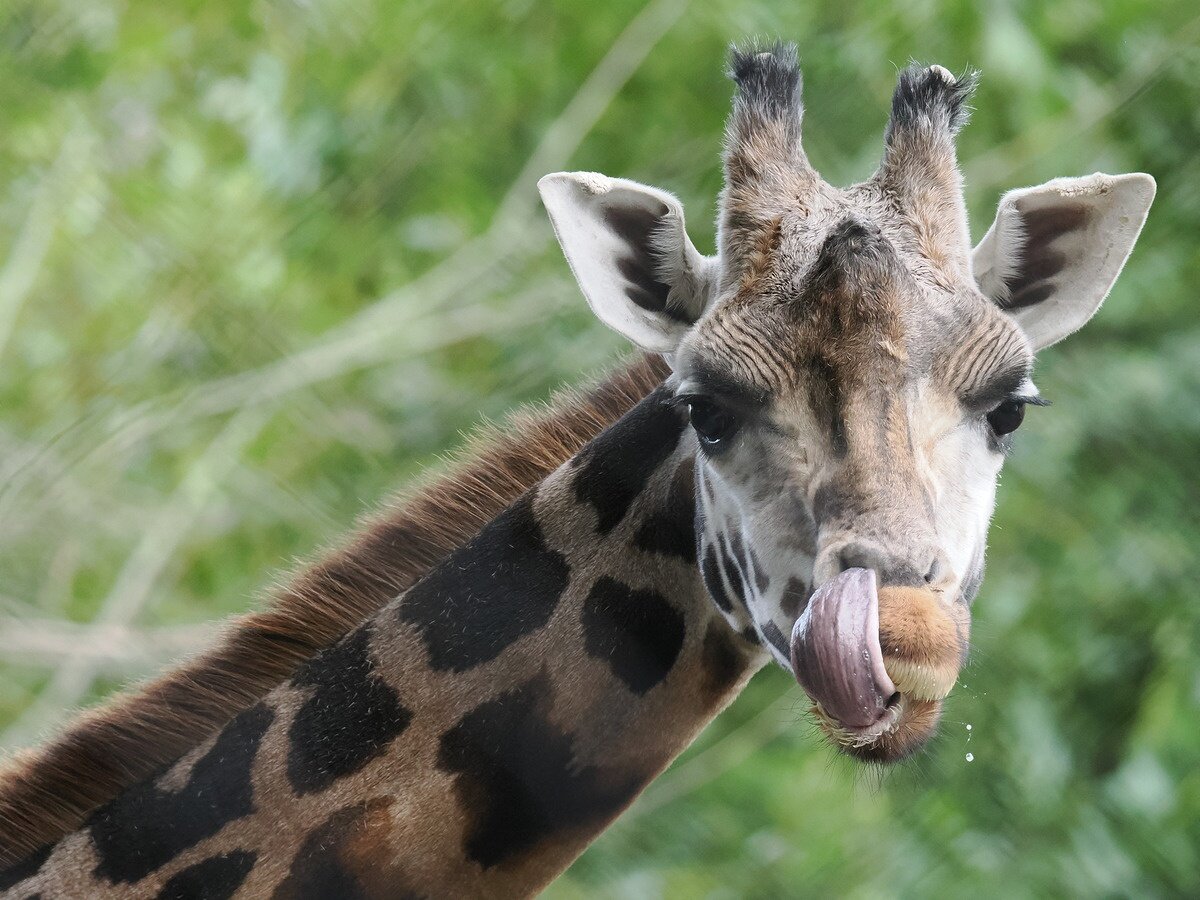    Объектив OM System 150-600mm F5.0-6.3. Параметры: 300 mm, 1/500 sec, f/5.9, ISO 5000. Источник: dpreview.com