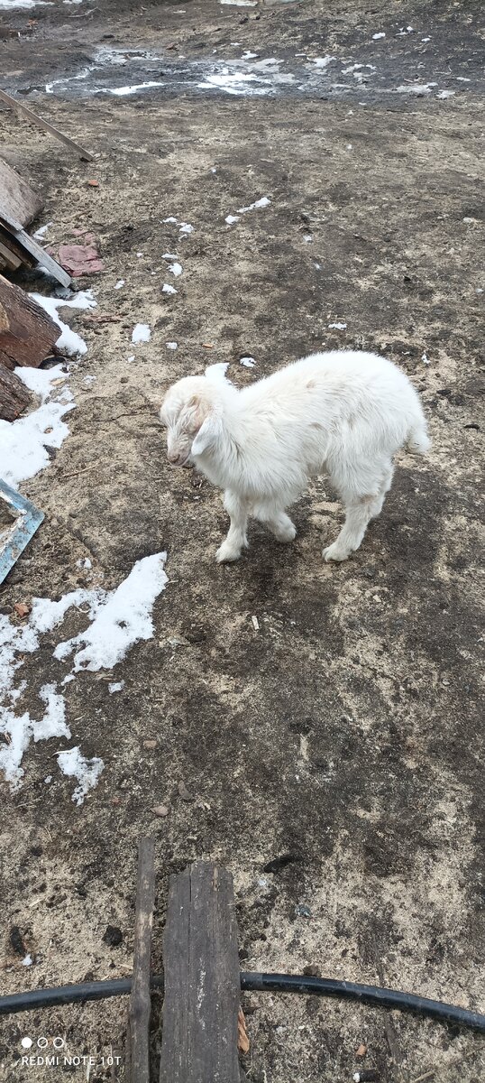 Коза Кира. Моя мечта, моя любовь!