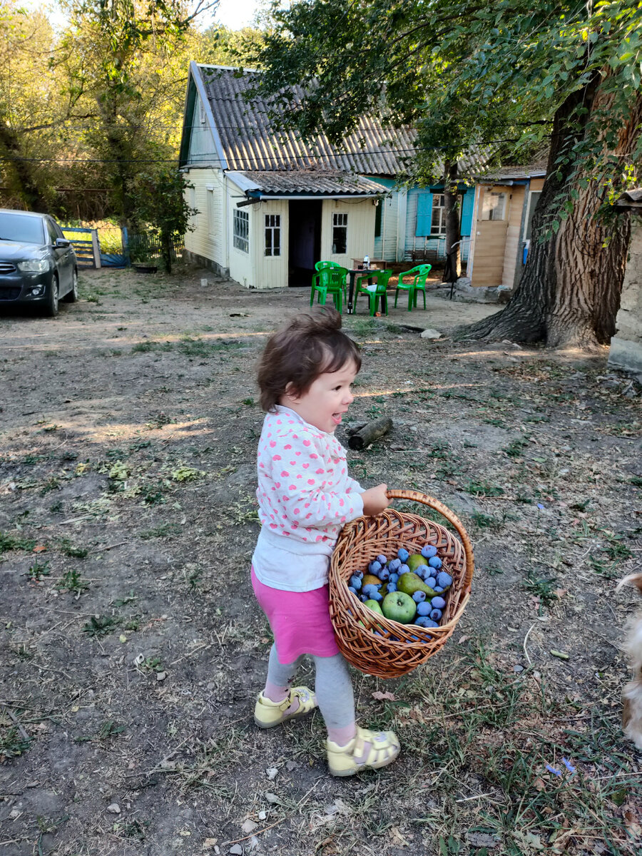 Маленькая дача осенью, урожай фруктов.