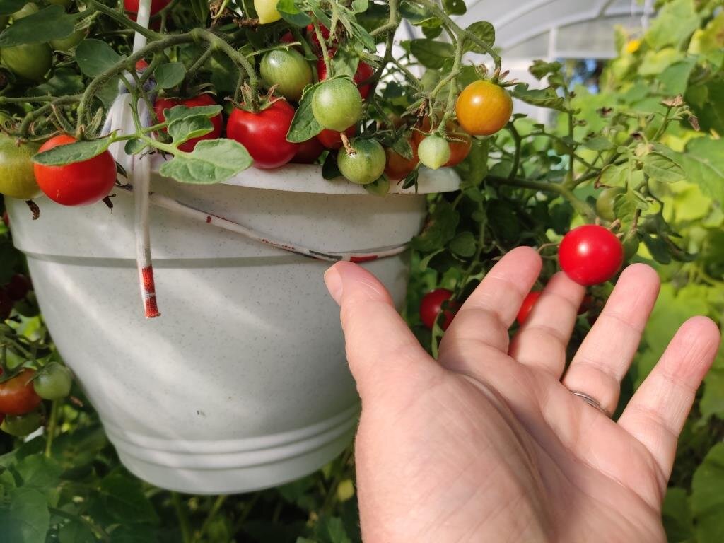 Высокорослые сорта томатов. Томат каскад солнечный. Помидоры в огороде. Тепличные томаты гама ф1. Помидоры гринхаус.