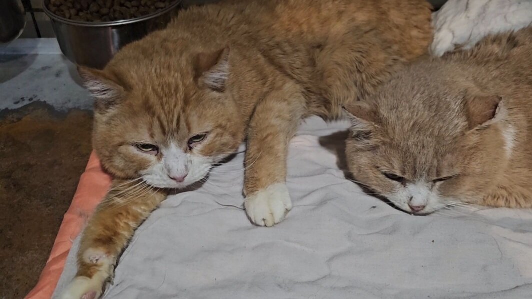 Фото автора. Дедушкины коты.