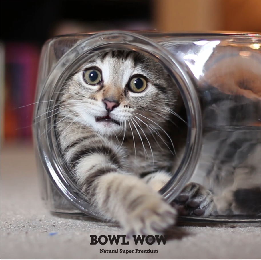 Bowl wow для кошек купить. Кот в банке. Котенок в банке. Кошак в банке. Котик в баночке.