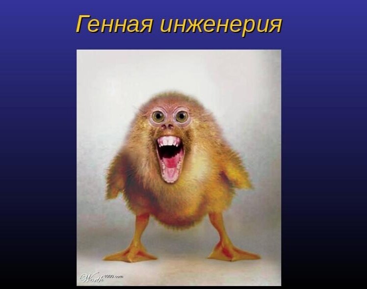 Просто забавную картинку нашла)