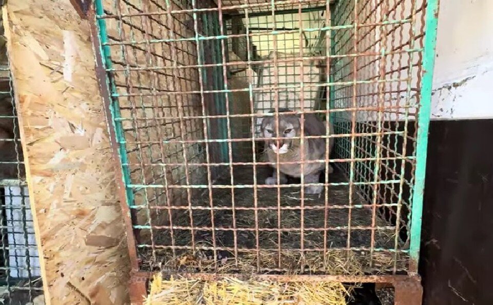 олег зубков парк львов. крымский сафари-парк тайган. олег зубков парк львов. парк львов тайган львы. парк львов тайган.