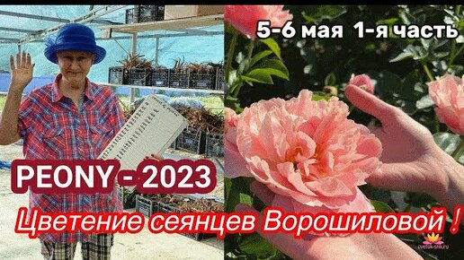 Сеянцы пионов Ворошиловой. Цветение 2023 года! Часть 1 / Сад Ворошиловой