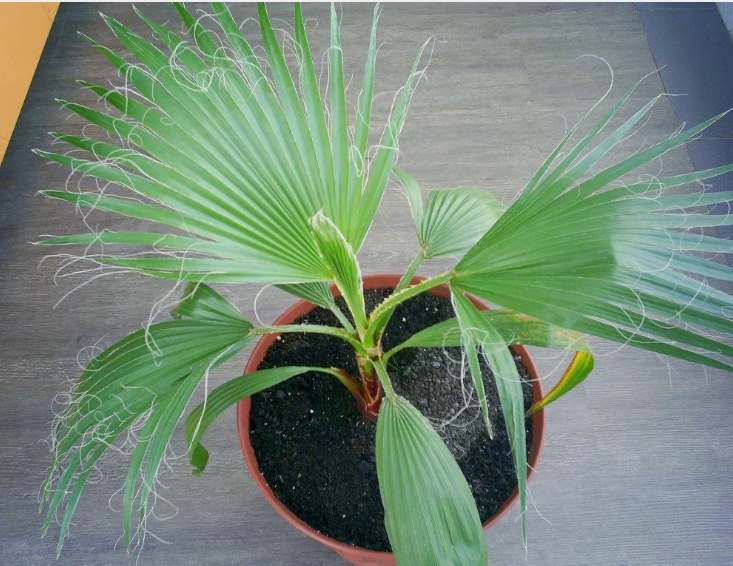 Финиковая пальма - правильный уход за растением - советы от специалистов студии фитодизайна Флорен