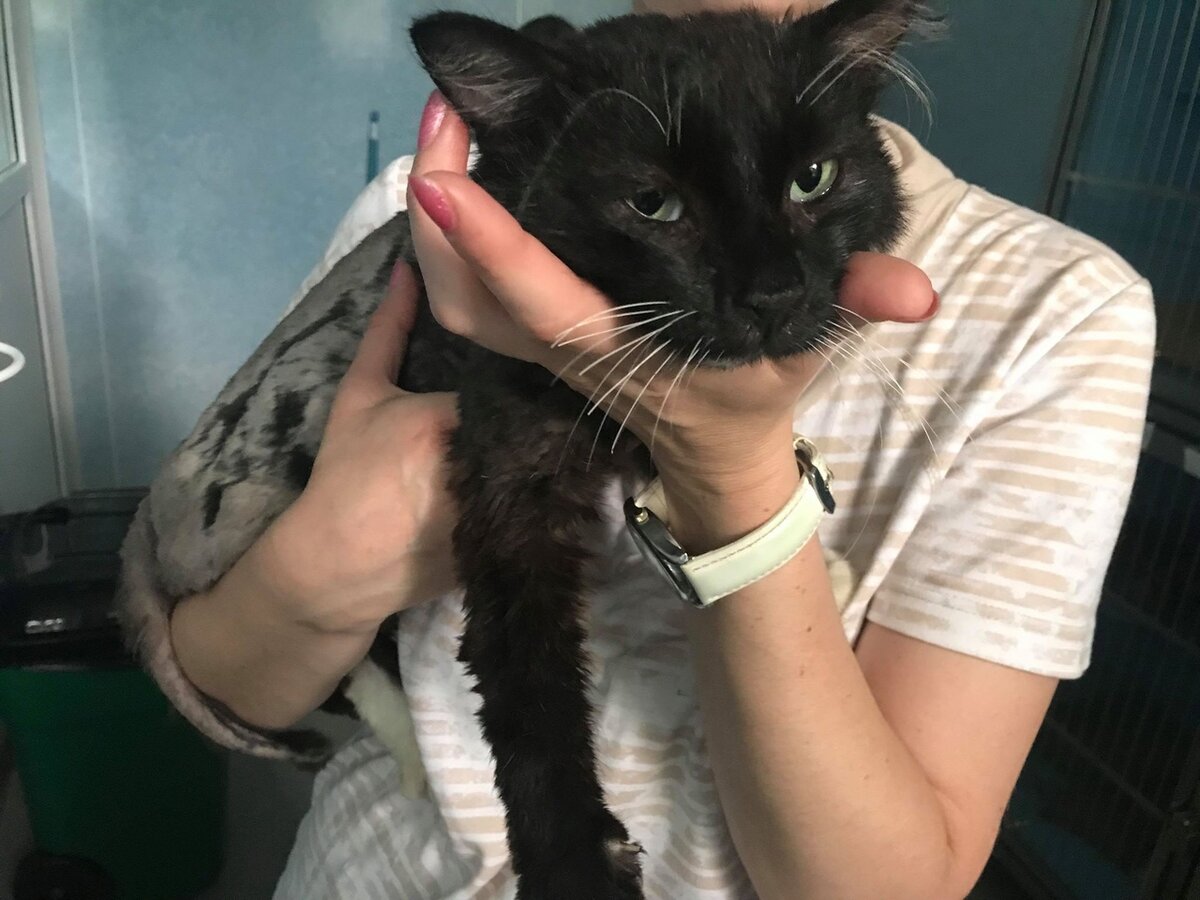 жизнь кота после уретростомии отзывы. обязательные прививки для котов. стилизация кошки. видео с котиками. первый день после выходных.